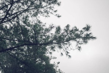 Orman yolu Sis ve akşam yağmur