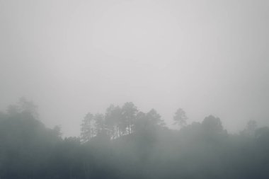 Orman yolu Sis ve akşam yağmur