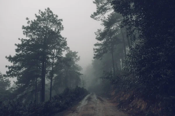 Droga Leśna Mgła Deszcz Wieczorem — Zdjęcie stockowe