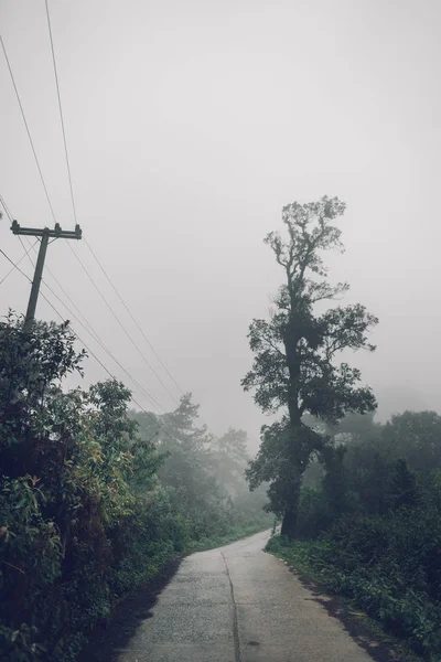 Δασική Οδό Ομίχλη Και Βροχή Βράδυ — Φωτογραφία Αρχείου