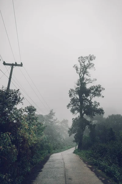 Estrada Floresta Nevoeiro Chuva Noite — Fotografia de Stock