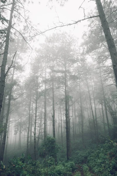 夕方の森林道路霧と雨 — ストック写真