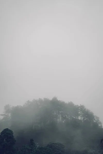 夕方の森林道路霧と雨 — ストック写真