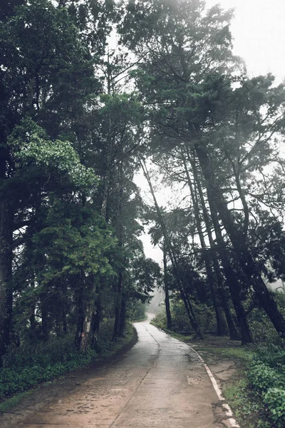 Strada Forestale Nebbia Pioggia Sera — Foto Stock