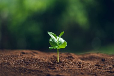 Kahve ağacı Kahve fideleri Doğada Filizleniyor