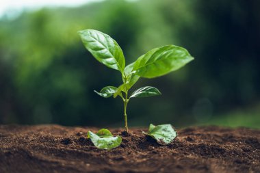 Kahve ağacı Kahve fideleri Doğada Filizleniyor