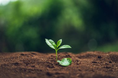 Kahve ağacı Kahve fideleri Doğada Filizleniyor