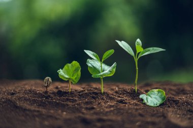 Kahve ağacı Kahve fideleri Doğada Filizleniyor