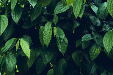 Koyu Yapraklar arka plan su damla Yaprak yüzey 