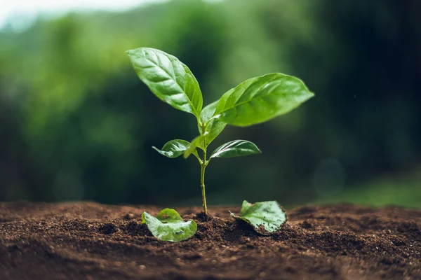 Kahve ağacı Kahve fideleri Doğada Filizleniyor