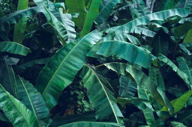 Yağmur sezonunda koyu yaprakları muz yaprağı