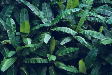 Yağmur sezonunda koyu yaprakları muz yaprağı