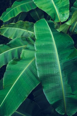 Yağmur sezonunda koyu yaprakları muz yaprağı