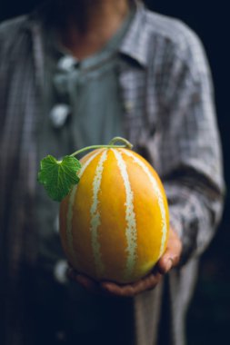 Oryantal kavun çiftçi tutan kavun Içinde düşük ışık gün