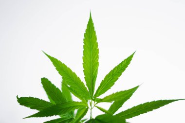 esrar büyüme ve ağaç bitki beyaz arka plan