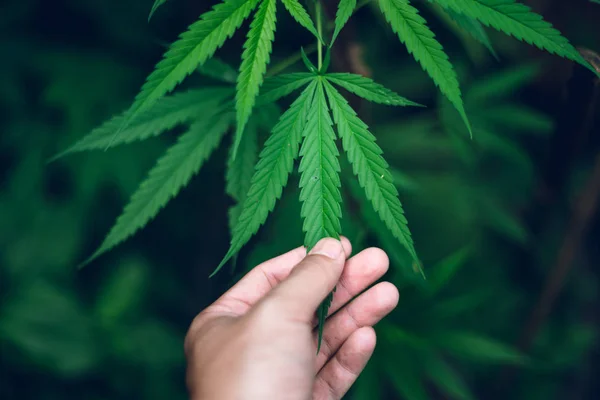 marijuana plant growing outdoors,Hand Holding Marijuana Leaf with Cannabis Plants