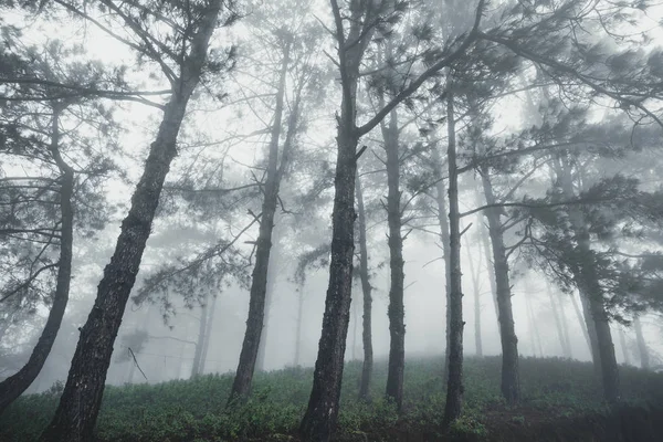 Лесной Дождь Туман Лесу — стоковое фото