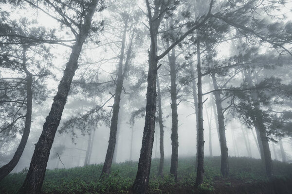 Forest Rain and fog in the forest