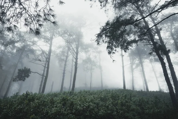 Forêt Pluie Brouillard Dans Forêt — Photo