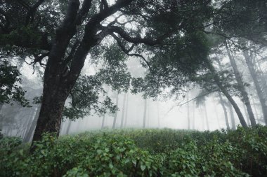 Orman Yağmurve Sis Moutain On 