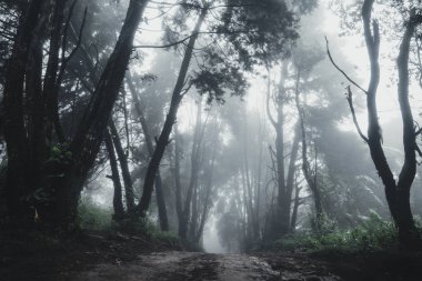 Orman Yağmurve Sis Moutain On 