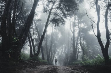 Orman Yağmurve Sis Moutain On 