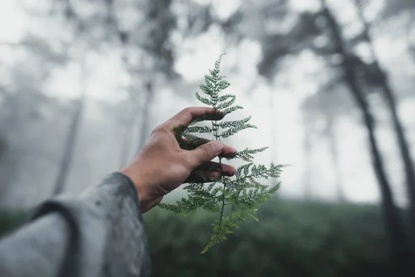 Orman Yağmurve Sis Moutain On 