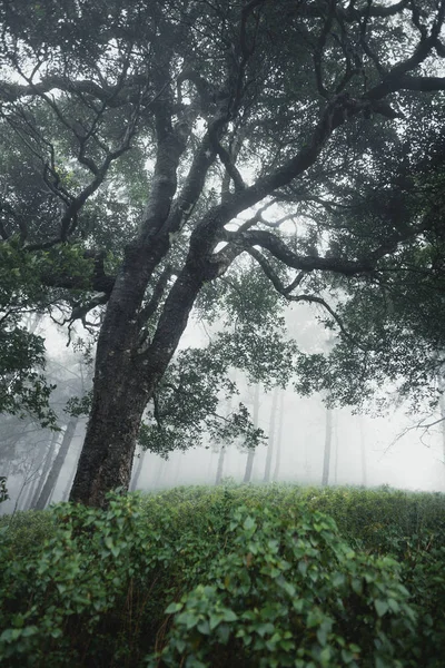 Floresta Chuva Nevoeiro Moutain — Fotografia de Stock