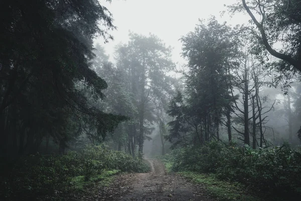 Las Deszcz Mgła Moutain — Zdjęcie stockowe