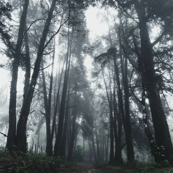 森の雨と霧のモテイン — ストック写真