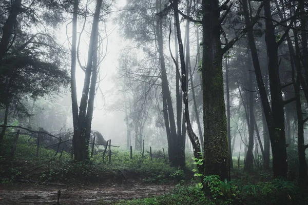 Forêt Pluie Brouillard Sur Moutain — Photo