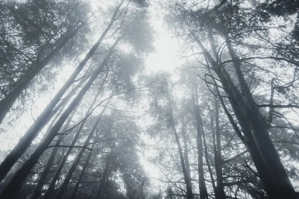 Forest Regn Och Dimma Moutain — Stockfoto