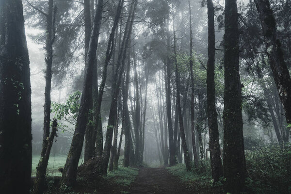 Forest Rain and fog On the Moutain 