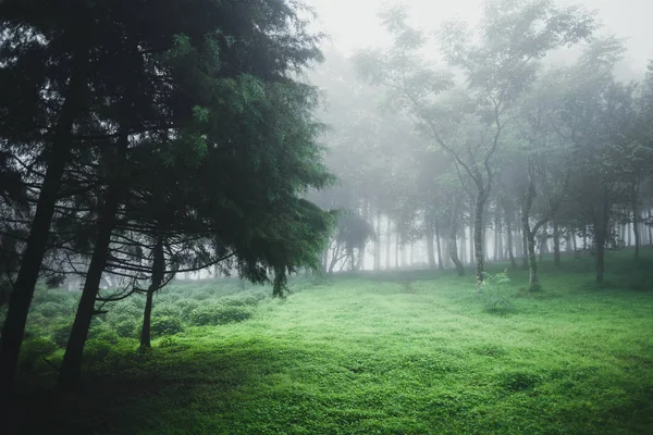 Lesní Déšť Mlha Peleji — Stock fotografie