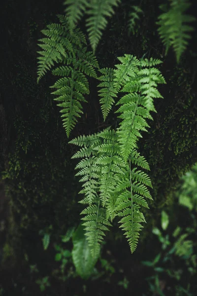 Bosque Lluvia Niebla Fuente — Foto de Stock