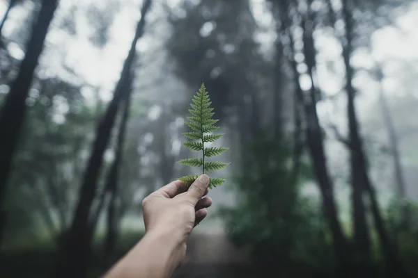 Orman Yağmurve Sis Moutain On 