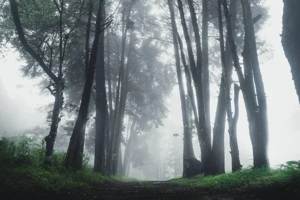 Floresta Chuva Nevoeiro Moutain — Fotografia de Stock