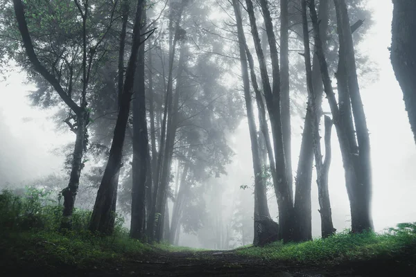 Forêt Pluie Brouillard Sur Moutain — Photo