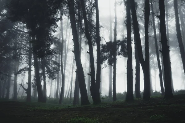 Ploaie Forestieră Ceață Moutain — Fotografie, imagine de stoc