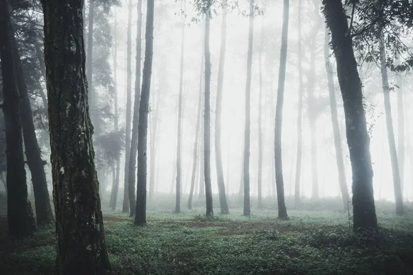 Foresta Pioggia Nebbia Sulla Montagna — Foto Stock