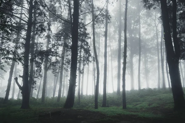 Bosque Lluvia Niebla Fuente — Foto de Stock