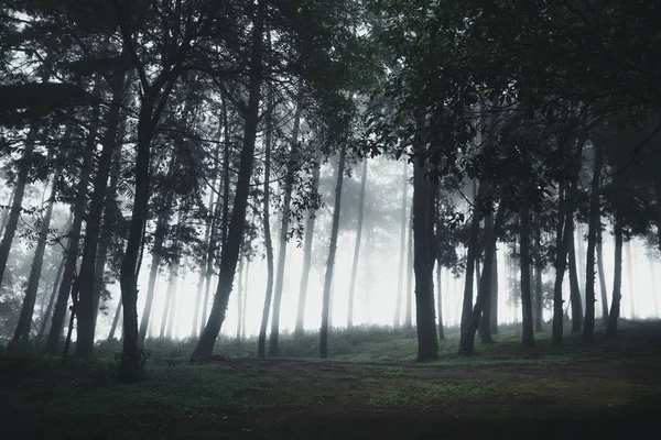 Floresta Chuva Nevoeiro Moutain — Fotografia de Stock