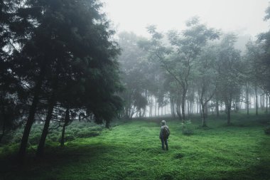 Orman Yağmuru ve Sis Dağda