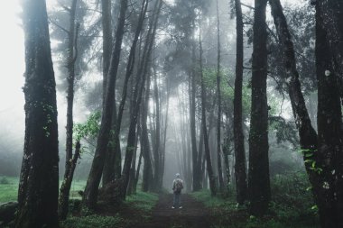 Orman Yağmuru ve Sis Dağda
