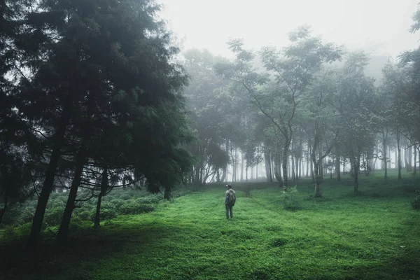 Лесной Дождь Туман Горе — стоковое фото