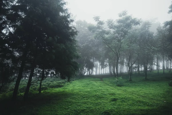 Forêt Pluie Brouillard Sur Montagne — Photo