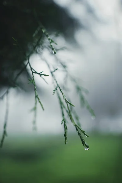 Forest Rain and fog On the Mountain