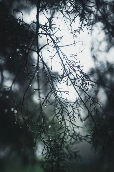Floresta Chuva Nevoeiro Montanha — Fotografia de Stock