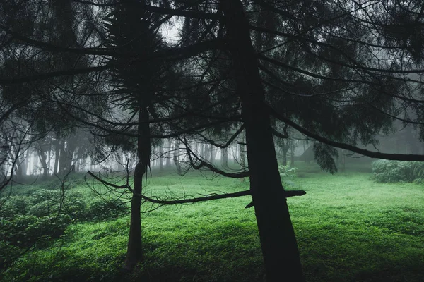 숲비와 — 스톡 사진