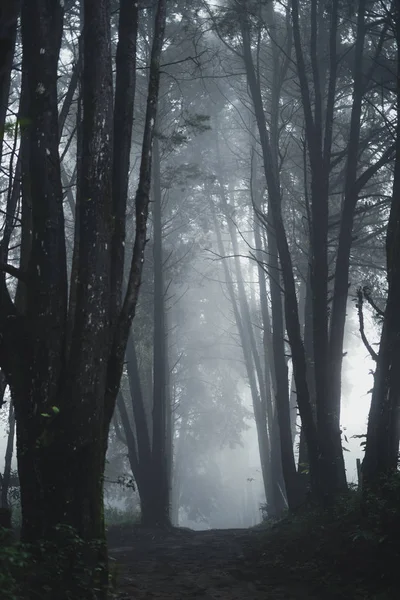 Foresta Pioggia Nebbia Sulla Montagna — Foto Stock
